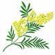 Mimosa Machine Embroidery Designs set